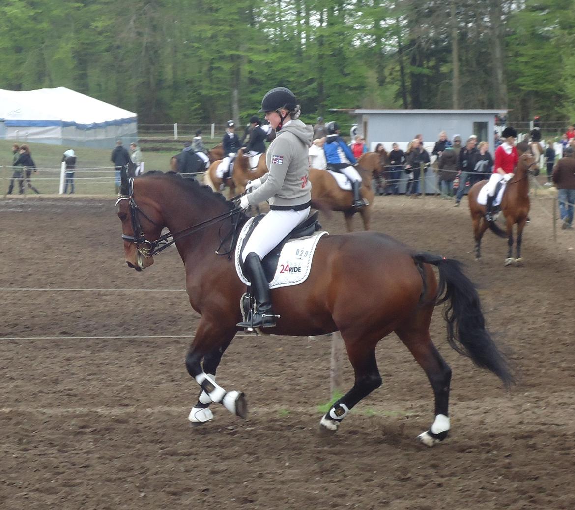 Oldenborg Fleur (Olga) - Søde hest på Morsø :-) billede 20