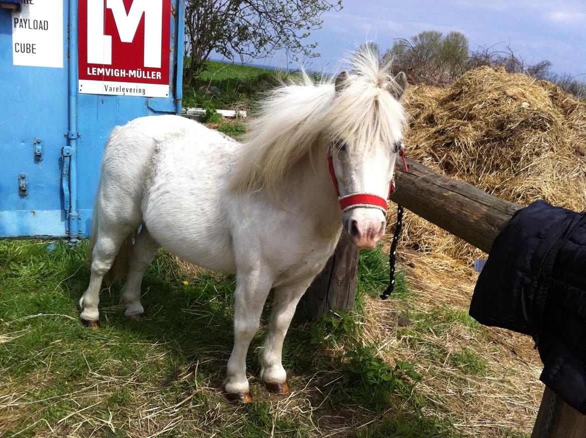 Shetlænder Filur - 13/5-2013 billede 19