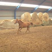 Anden særlig race Fame