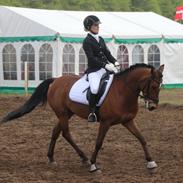 Anden særlig race Casido *B-PONY*SOLGT*