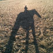 Anden særlig race Indian Pride død