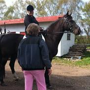 Anden særlig race Prins