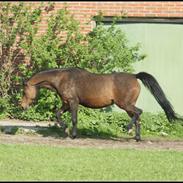 Welsh Pony (sec B) Bjerregårds Freja