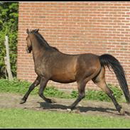 Welsh Pony (sec B) Bjerregårds Freja