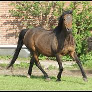 Welsh Pony (sec B) Bjerregårds Freja