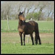 Welsh Pony (sec B) Bjerregårds Freja