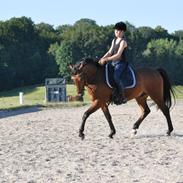 Anden særlig race Avec Amour