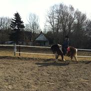 Anden særlig race Valde af ebbedal m