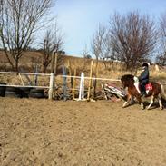 Anden særlig race Valde af ebbedal m