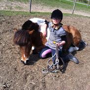 Anden særlig race Valde af ebbedal m