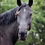 Dansk Varmblod Funny