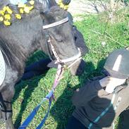 Shetlænder Sorte - I Love You