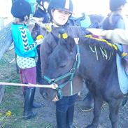 Shetlænder Sorte - I Love You