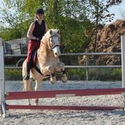 Haflinger All Star