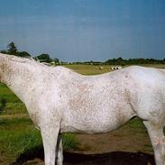 Shagya Araber (SH) Lykke Moesgaard