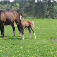 Welsh Pony (sec B) Bjerregårds Diego