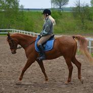 Arabisk fuldblod (OX) C.A. Mezat