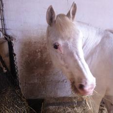 Knabstrupper Bøgelyens Dusty [tidligere hest]