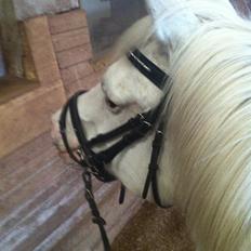 Knabstrupper Bøgelyens Dusty [tidligere hest]