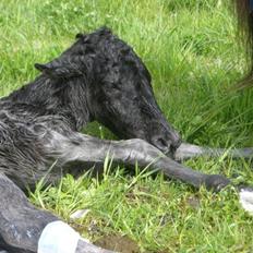 Islænder Síríus fra Frisendal