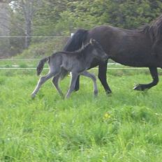 Islænder Síríus fra Frisendal
