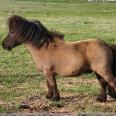 Shetlænder Chantall