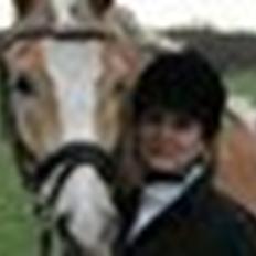 Tyroler Haflinger Aron II "BEBSEN"