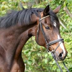 Dansk Varmblod Frodo Nexen