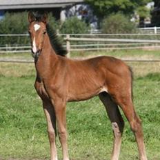 Dansk Varmblod Frodo Nexen