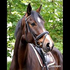 Dansk Varmblod Frodo Nexen