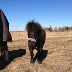 Shetlænder Lille Carl