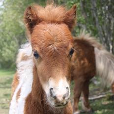 Shetlænder Baks Cajsa