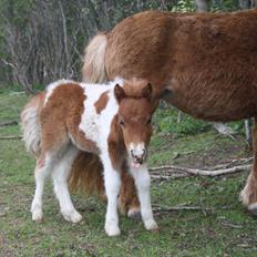 Shetlænder Baks Cajsa