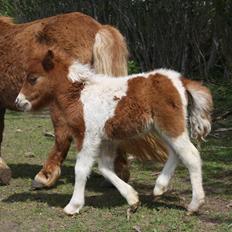 Shetlænder Baks Cajsa