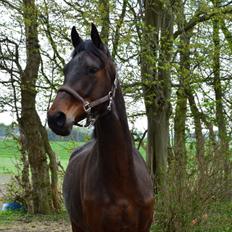 Anden særlig race Kildegårds Kanico