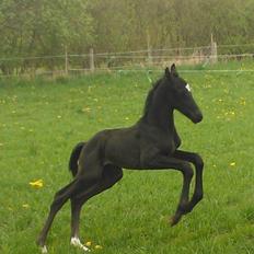 Dansk Varmblod senzation