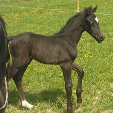 Dansk Varmblod senzation