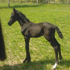 Dansk Varmblod senzation