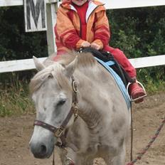 Anden særlig race Cirkeline (Sigge)
