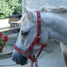 Anden særlig race Cirkeline (Sigge)