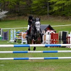 Dansk Varmblod Calikka Sortebjerg