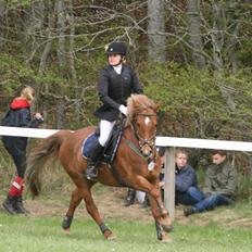 Welsh Pony af Cob-type (sec C) Bakkegaardens Aladdin - Allan.