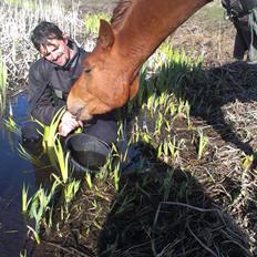 Anden særlig race Pepsi