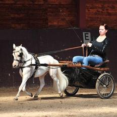 Amerikansk Miniature Seahorse Gold Melody Double Dare