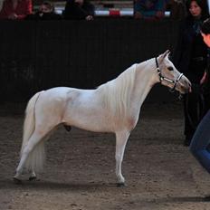 Amerikansk Miniature Seahorse Gold Melody Double Dare