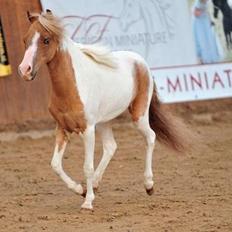 Amerikansk Miniature David Bowie is a Super Star