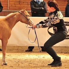 Amerikansk Miniature Søglimts LB Red Rose