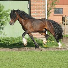 Welsh Cob (sec D) Glanvyrnwy Squire