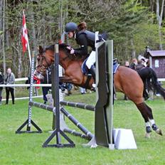 New Forest Solbakkens Silika