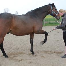 Dansk Varmblod Landeur (Litan) R.I.P